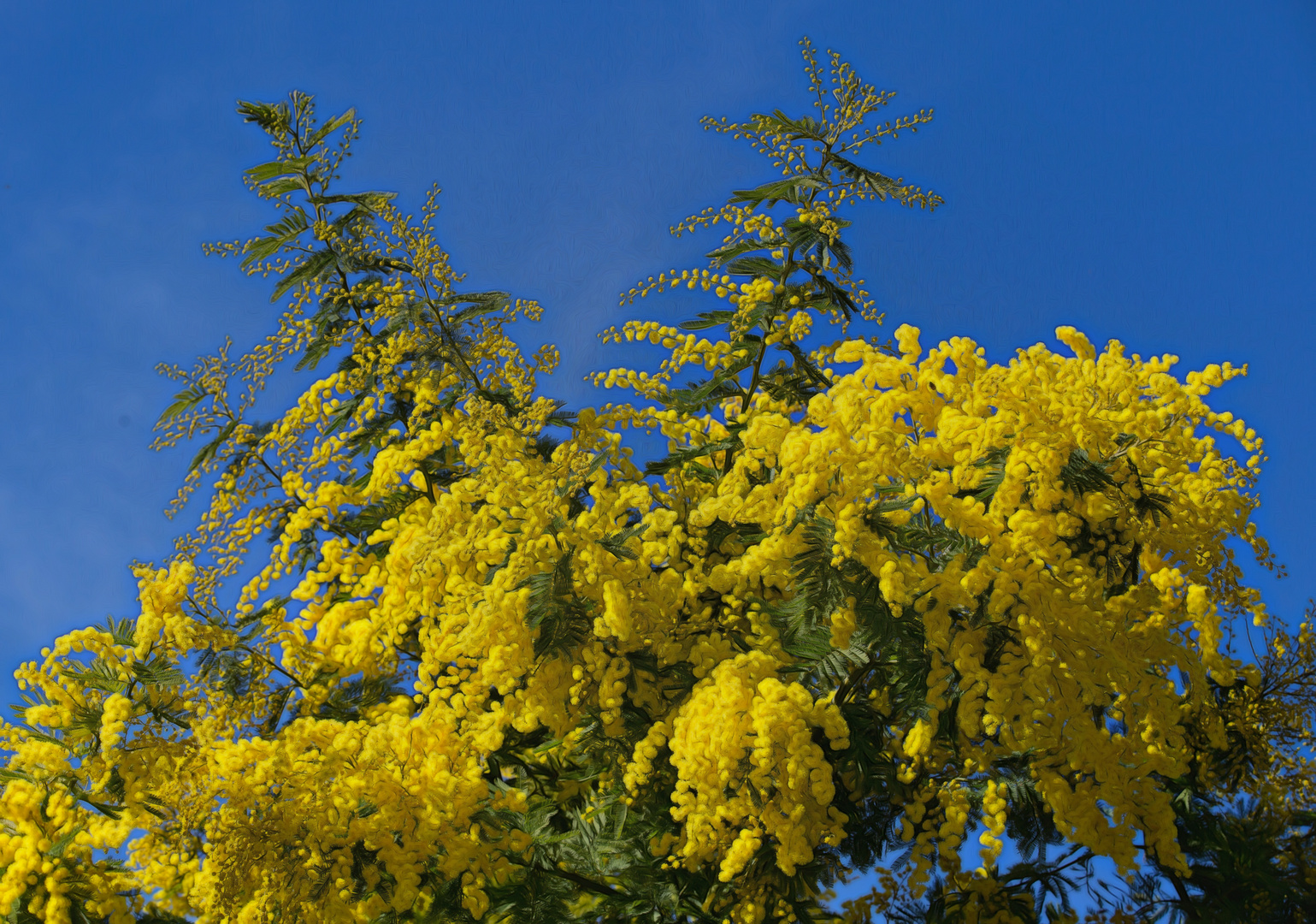 die Mimosen bluehen