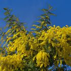 die Mimosen bluehen