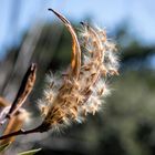 die Mini-Fallschirme warten auf Wind fuer ihren Abflug