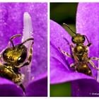 Die Minibienen sind zurück