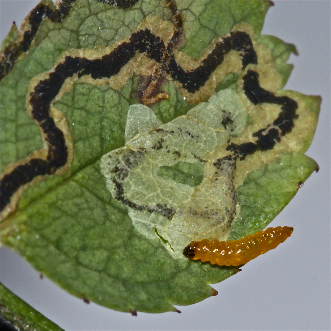 Die Minierraupe eines Nepticula- = Stigmatella-Kleinschmetterlings