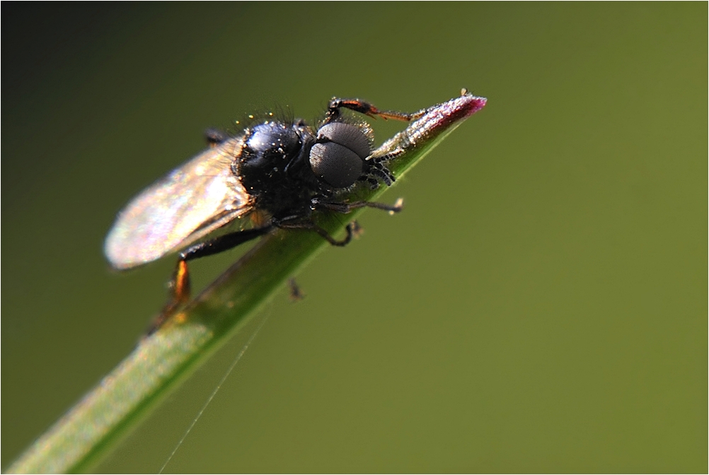 Die Minifliege am Grashalm