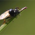 Die Minifliege am Grashalm