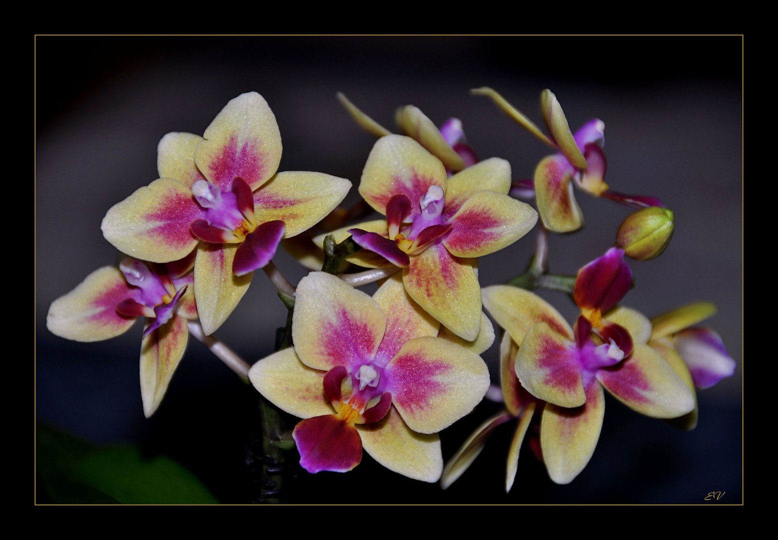 die Miniorchidee......