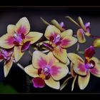 die Miniorchidee......