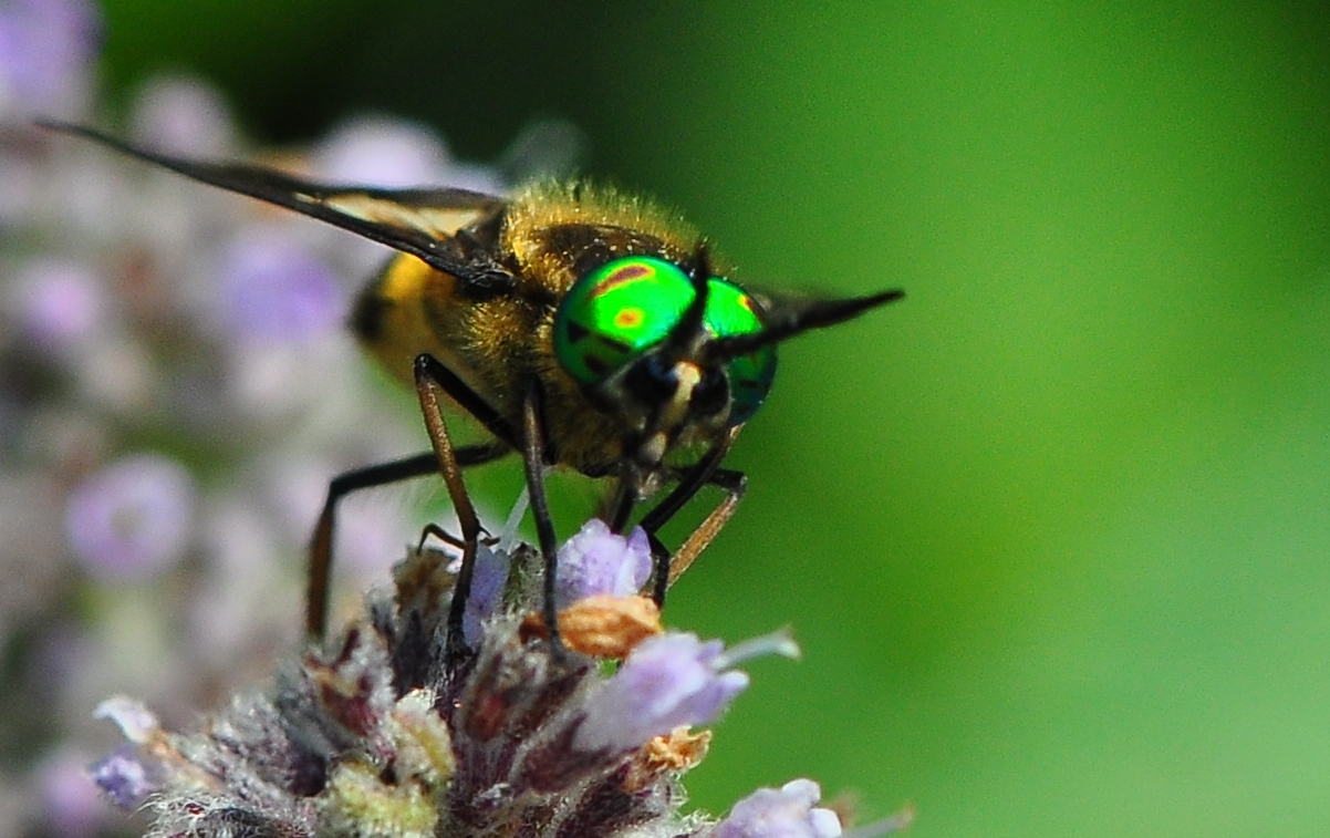 Die Minze blüht. Foto & Bild tiere, wildlife, insekten Bilder auf