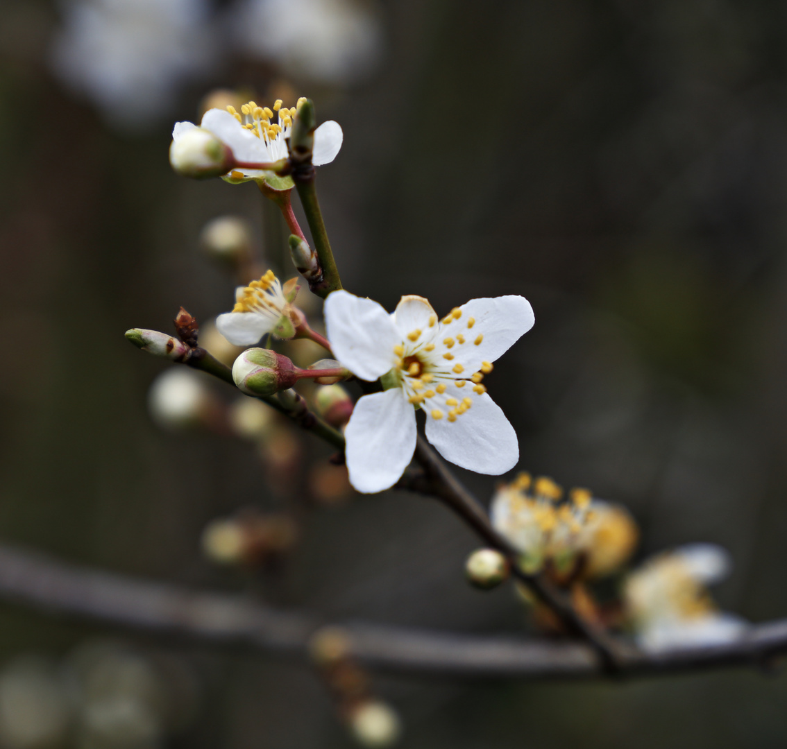 die Mirabelle blüht