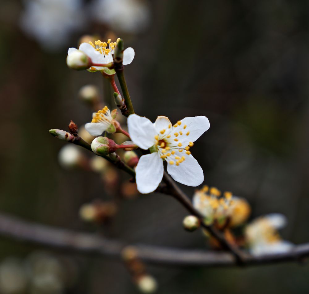 die Mirabelle blüht