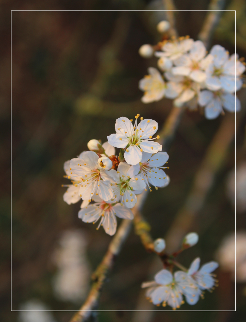 die Mirabellenblüte ist schon lange vorbei ...