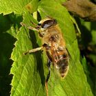 Die "Mistbiene", eine Schwebfliege (Eristalis tenax)