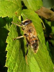 Die "Mistbiene", eine Schwebfliege (Eristalis tenax)