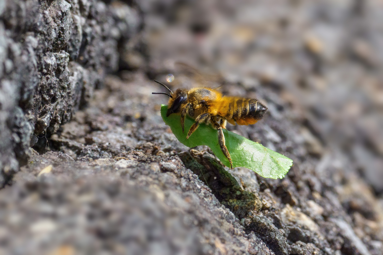 Die mit dem Blatt fliegt...