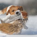 Die mit dem Fuchs tanzt II