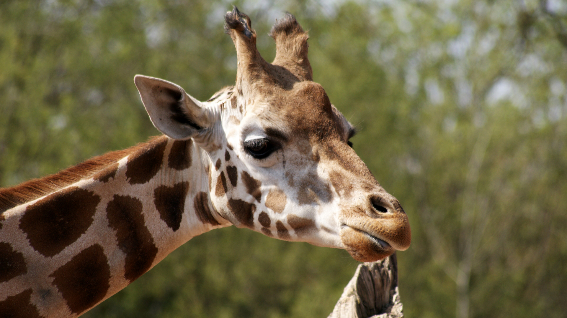 Die mit dem langen Hals