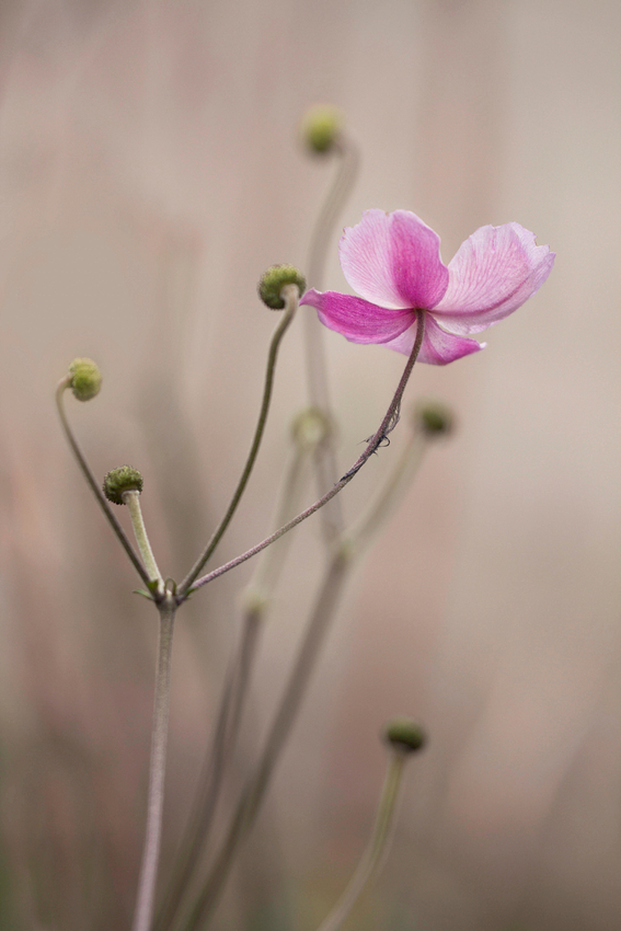 die mit dem rosa Tutu