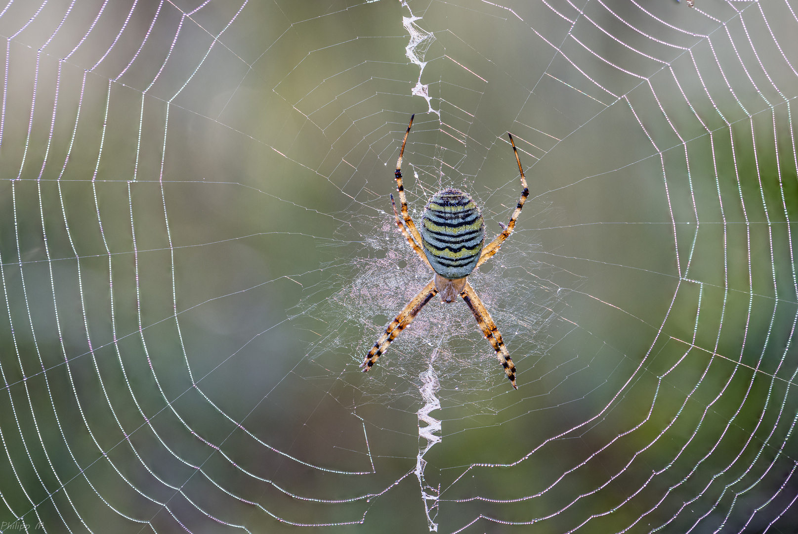 Die mit dem Tröpfchennetz…