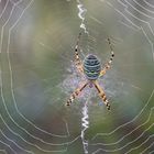 Die mit dem Tröpfchennetz…