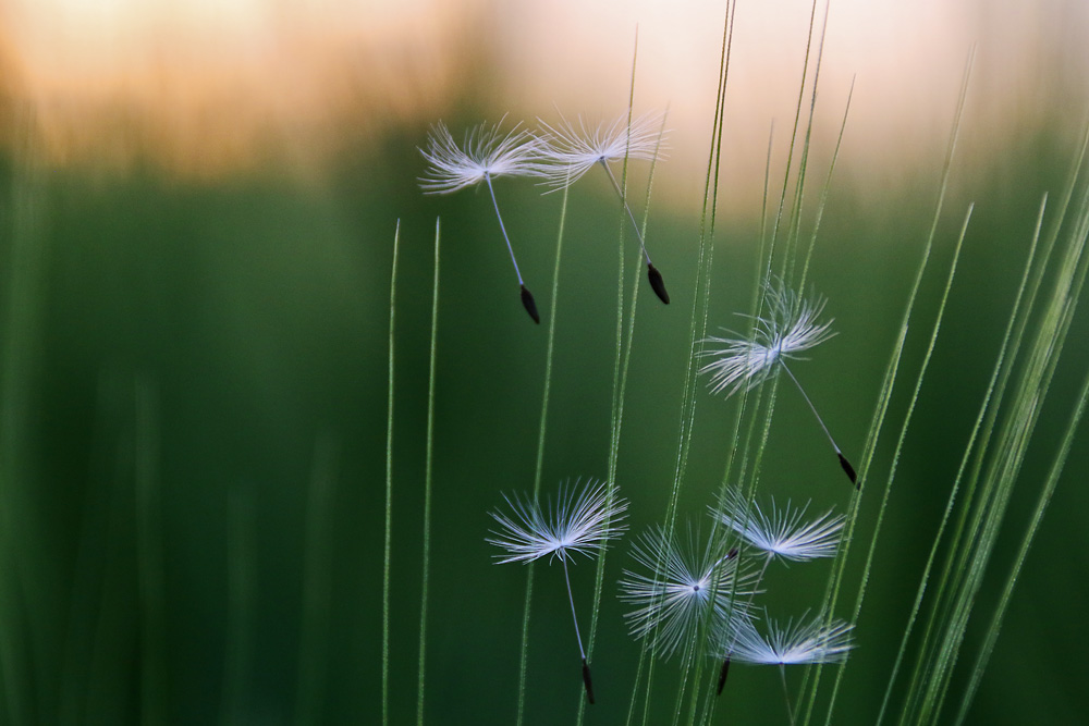 die mit dem Wind tanzen......