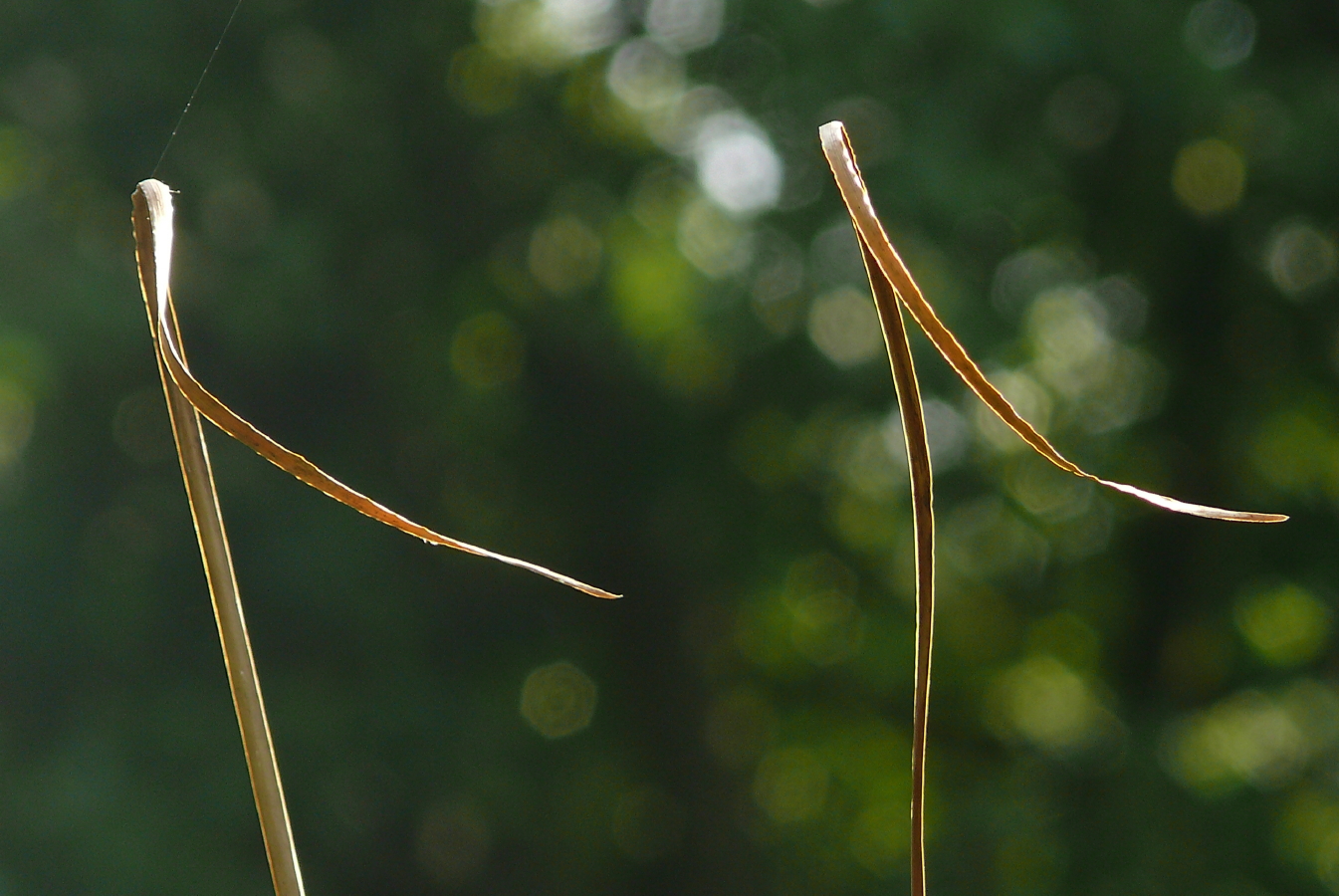 Die mit dem Wind tanzen