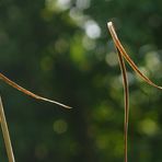 Die mit dem Wind tanzen