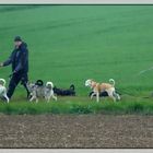 die mit den Hunden gehen...