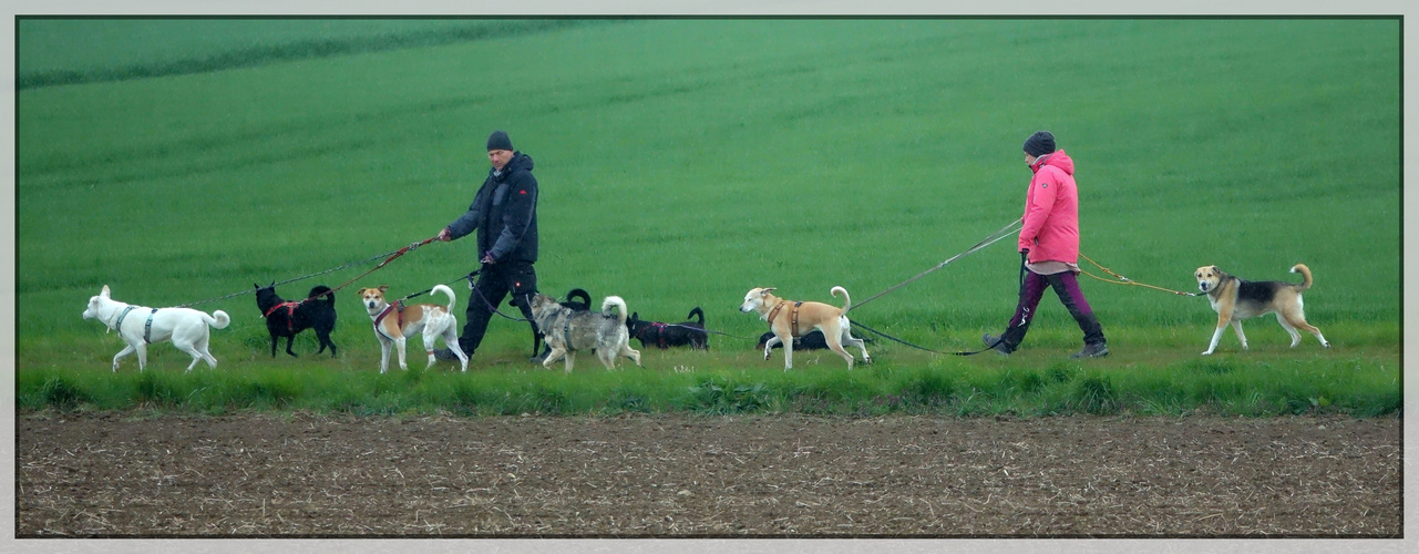 die mit den Hunden gehen...