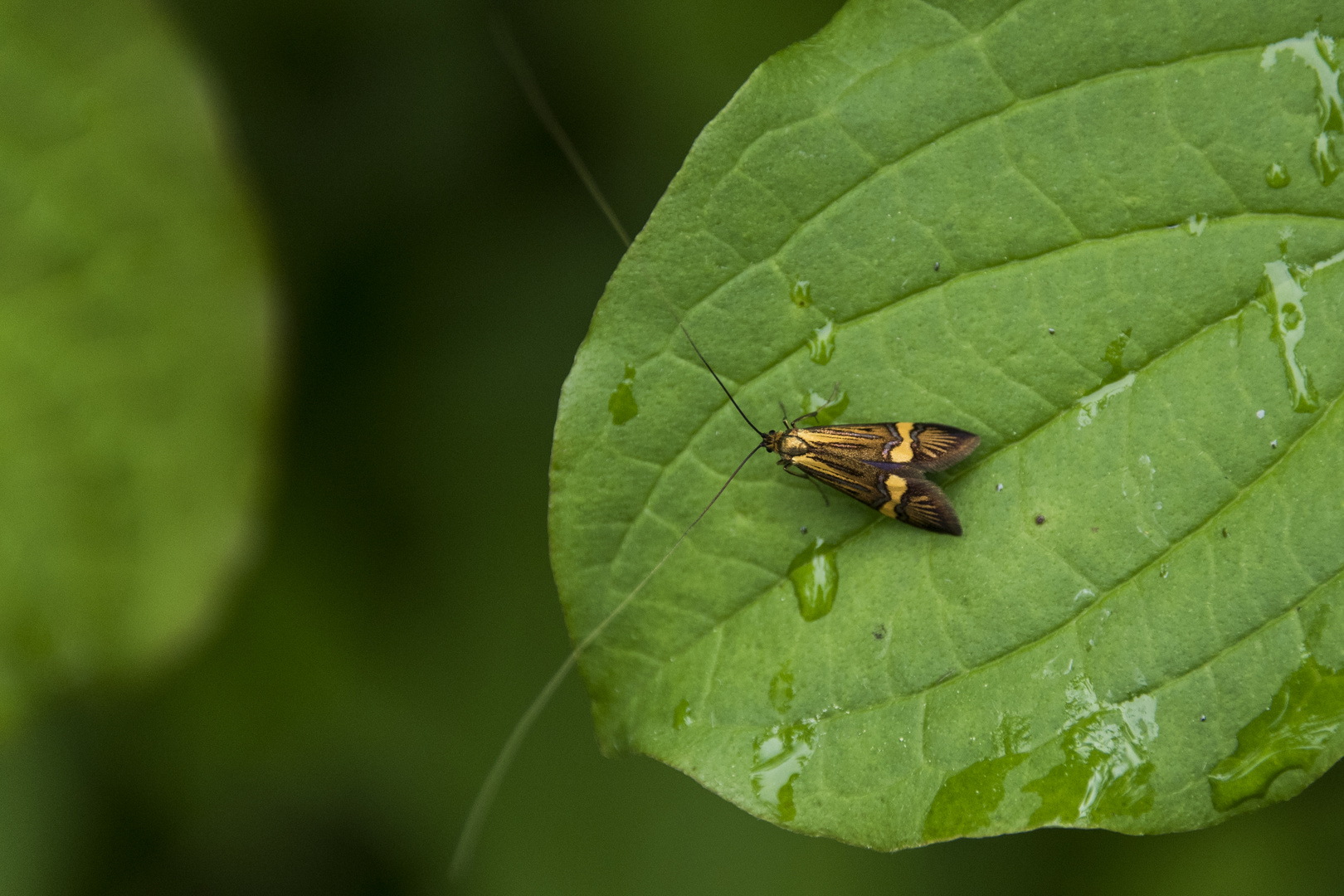 Die mit den langen Fühlern Foto & Bild fotos, natur, insekten Bilder auf