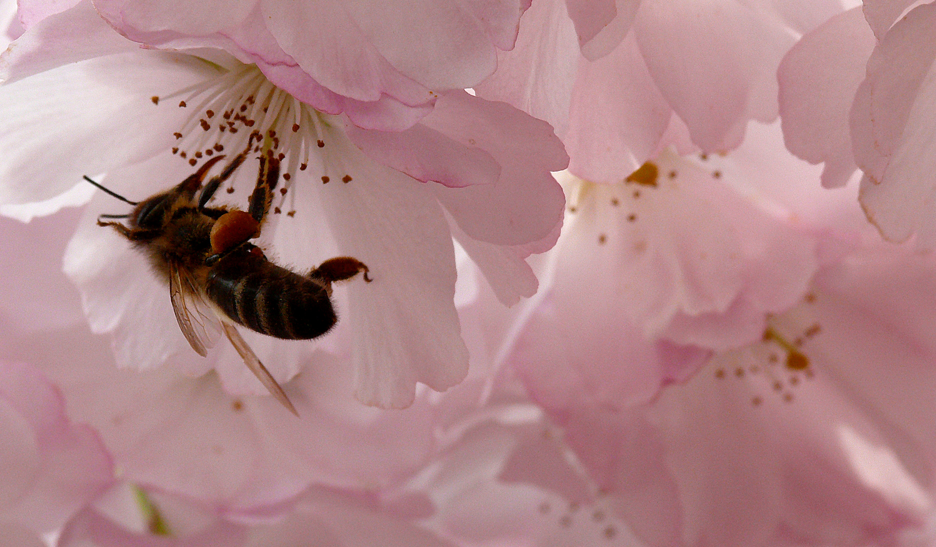 "die mit den Pollen tanzt"