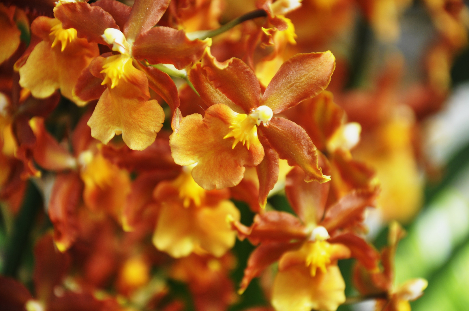 Die mit den vielen Blüten in schönsten Farben