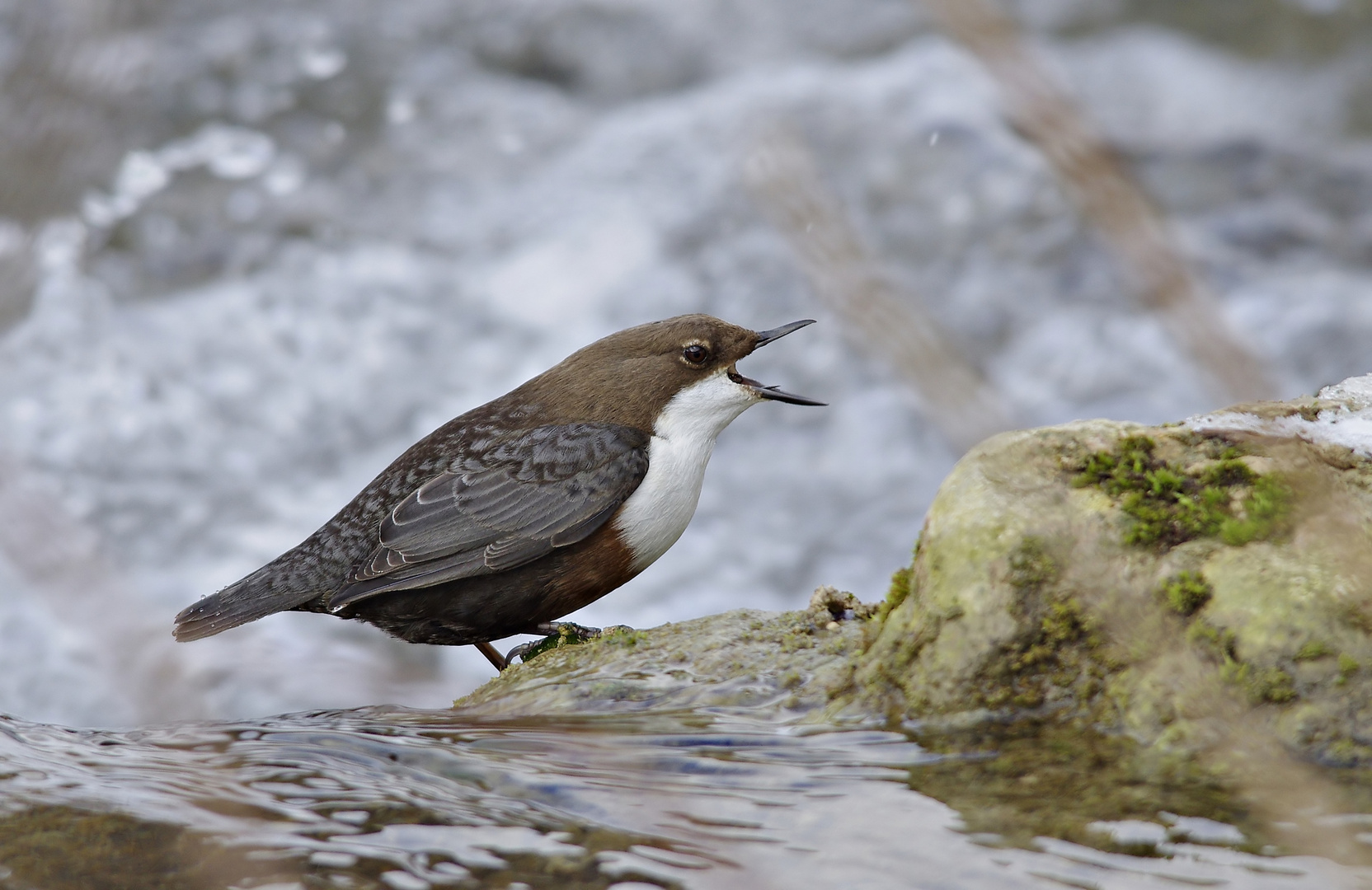 Die mit der großen Klappe - eine Wasseramsel