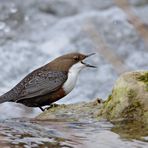 Die mit der großen Klappe - eine Wasseramsel