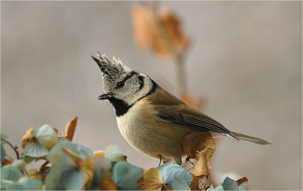 Die mit der Haube fliegt Foto & Bild tiere, wildlife, wild lebende