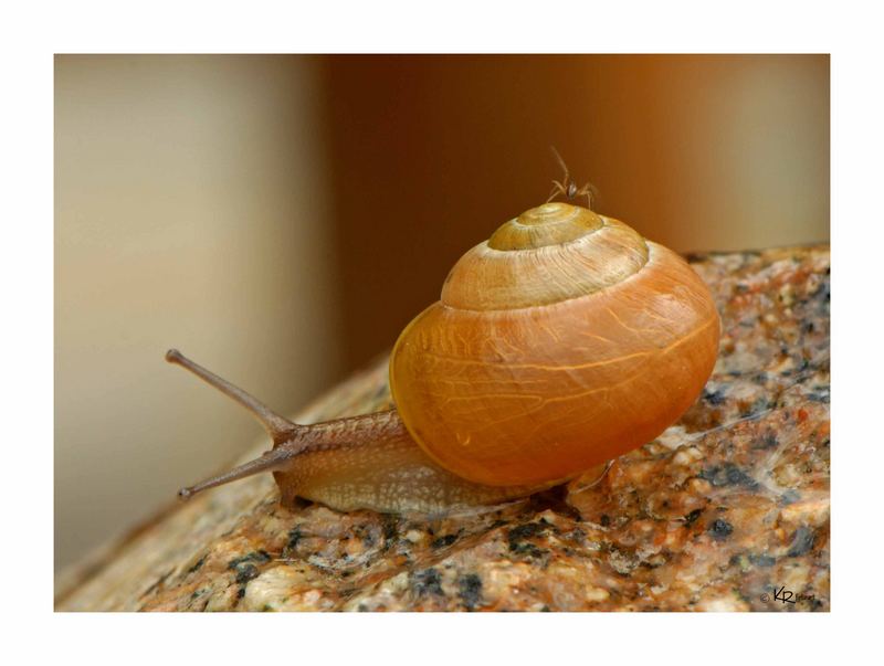 die mit der Schnecke tanzt