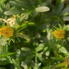 Die Mittagsblume abends im geschlossenen Zustand