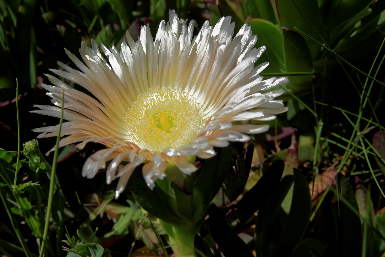 Die Mittagsblume als Mittwochsblume