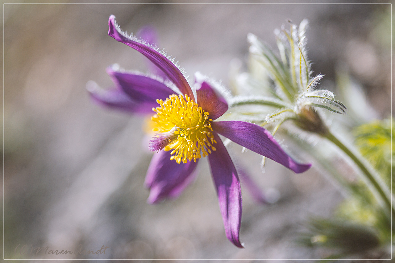 Die Mittagssonne öffnet Blüten