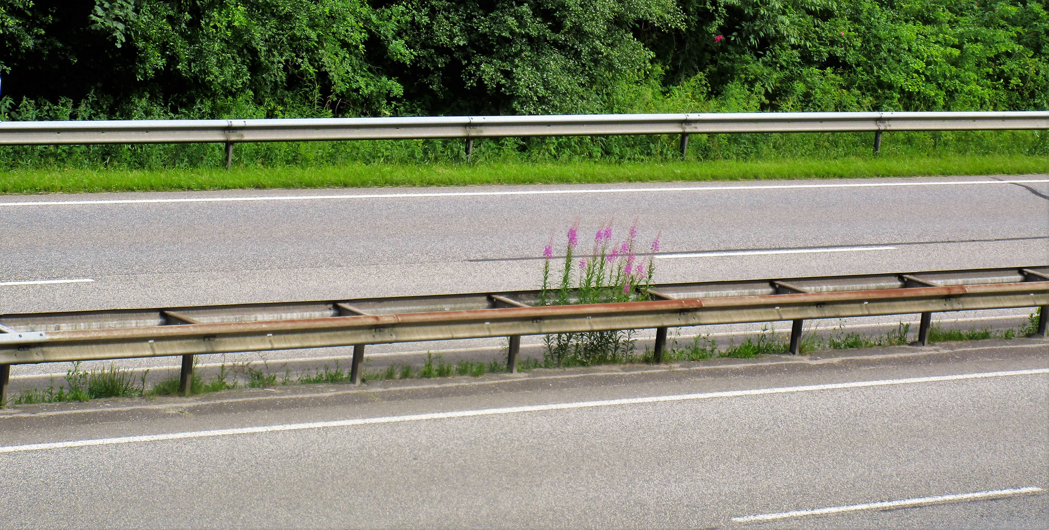 Die Mittelleitplankenarithmetik der Autobahnflora