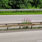Die Mittelleitplankenarithmetik der Autobahnflora