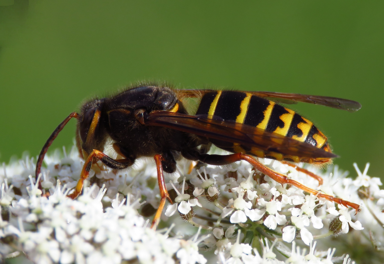 Die Mittlere Wespe auch Kleine Hornisse