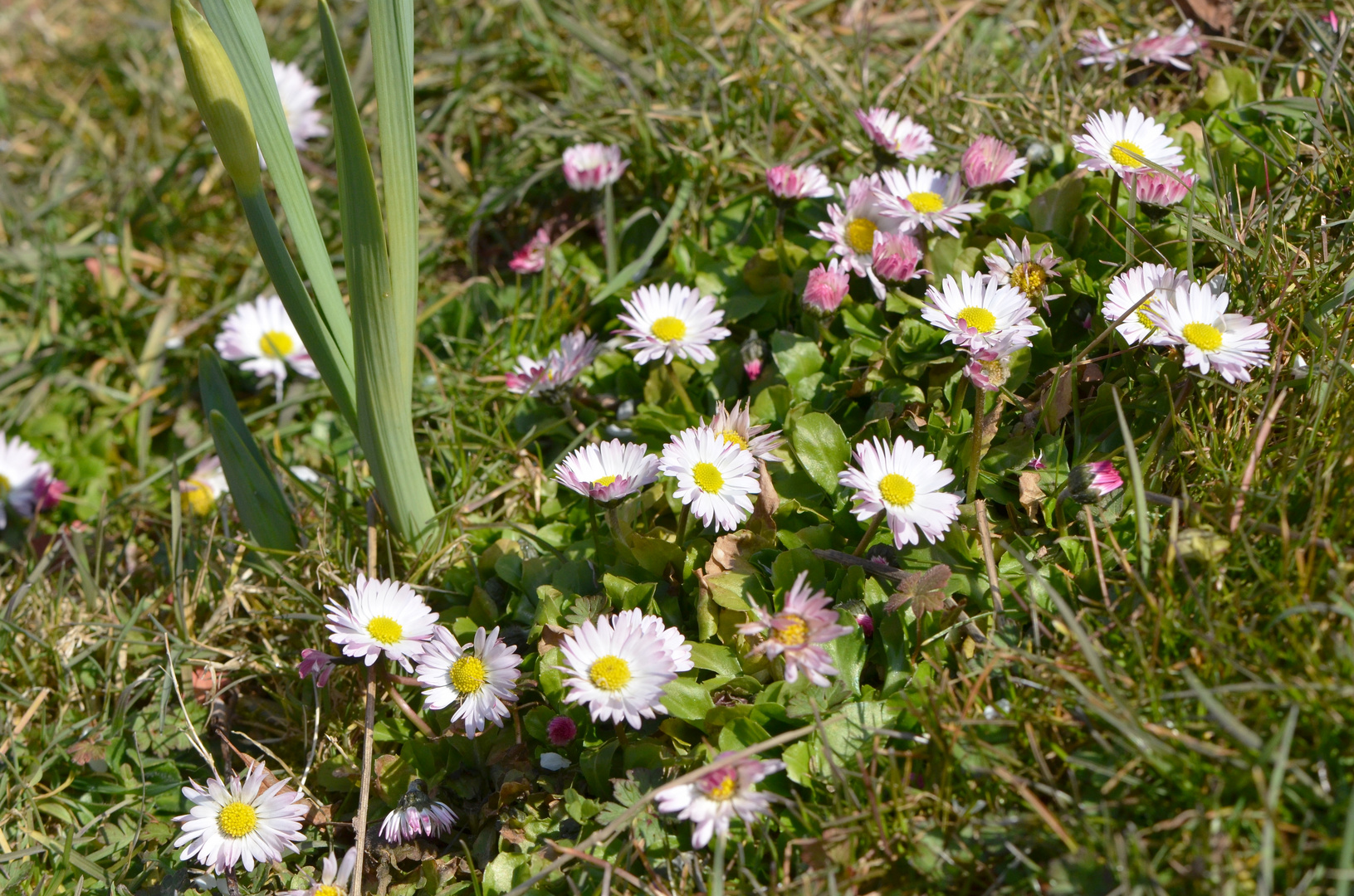 Die Mittwochsblümchen