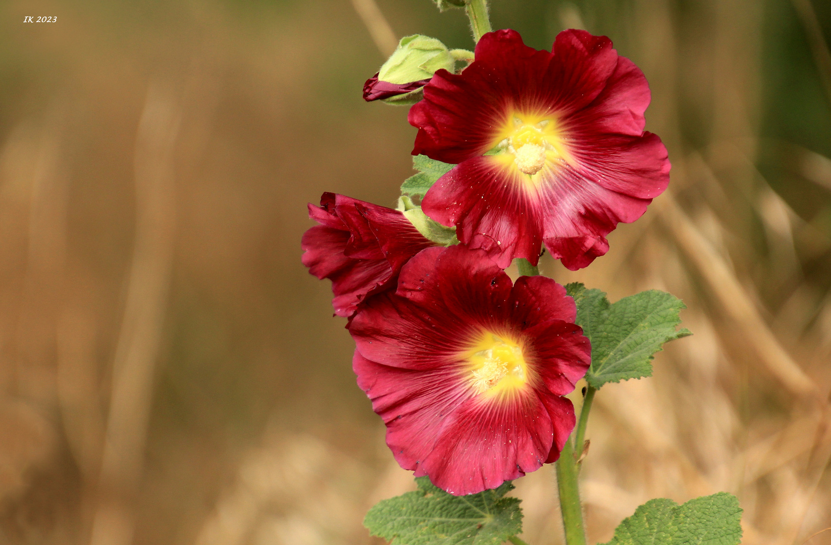 Die Mittwochsstockrose....