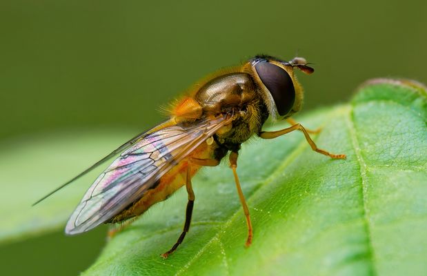DIE MODEIKONE DER INSEKTENWELT: DIE COOLE "COUSINE" DER BIENE