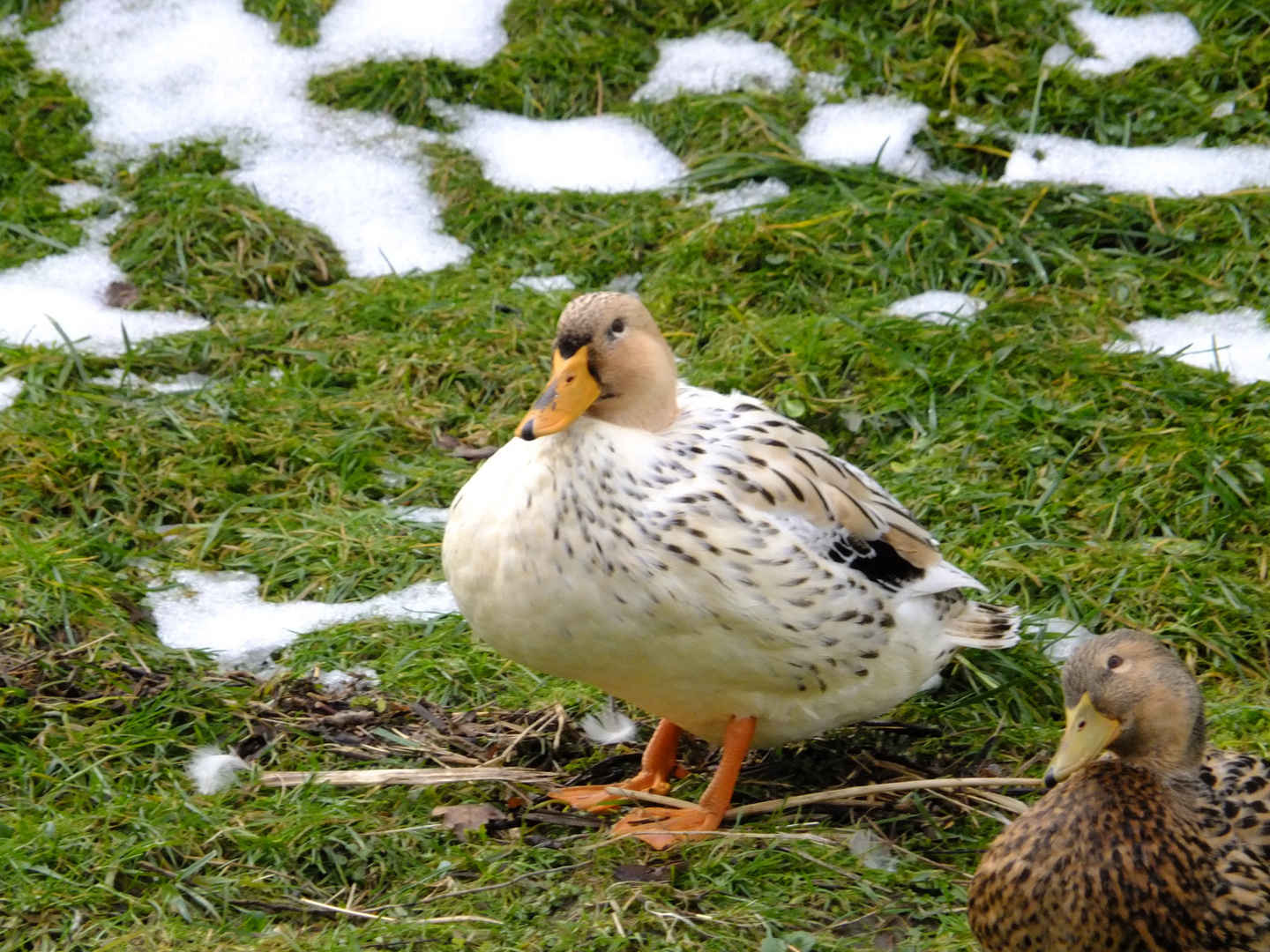 Die Model-Enten