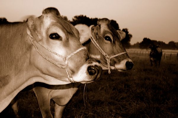 Die Models des morgens