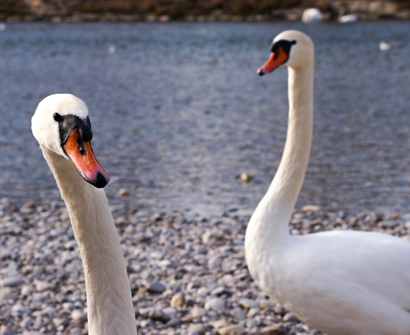 Die Models von der Isar