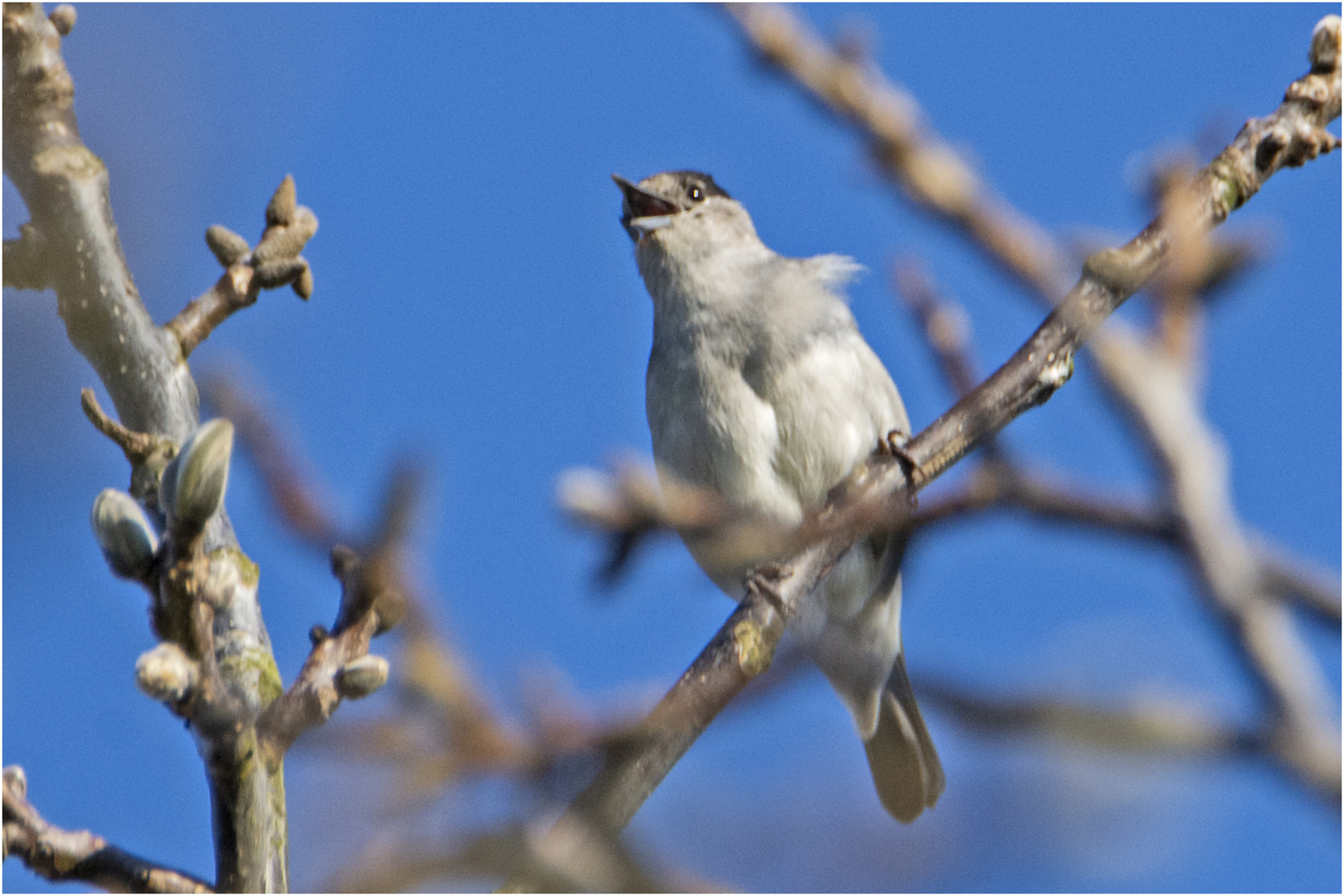 Die Mönchsgrasmücke (Sylvia atricapilla) . . .