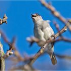 Die Mönchsgrasmücke (Sylvia atricapilla) . . .