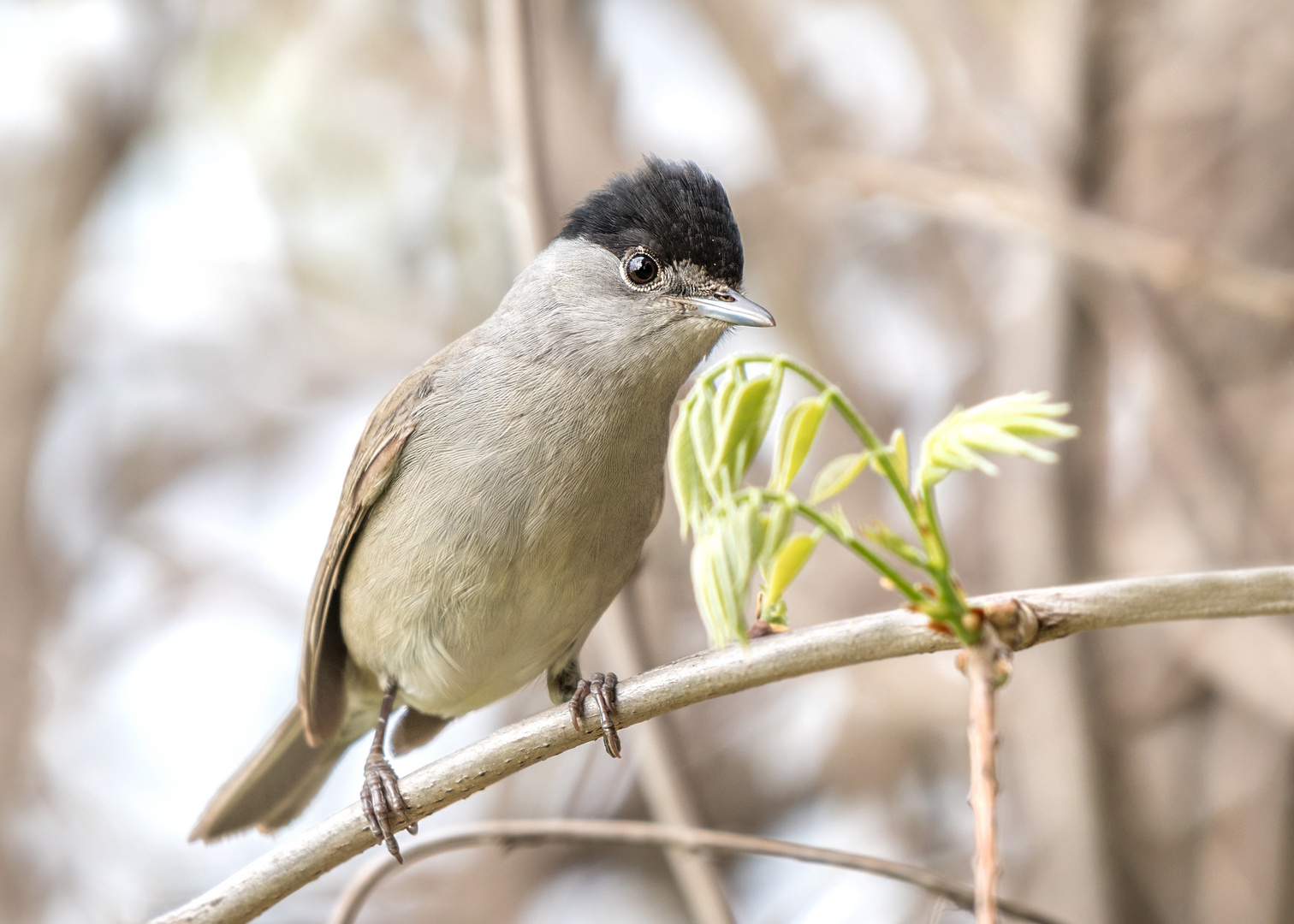 Die Mönchsgrasmücke (Sylvia atricapilla)