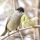 Die Mönchsgrasmücke (Sylvia atricapilla)