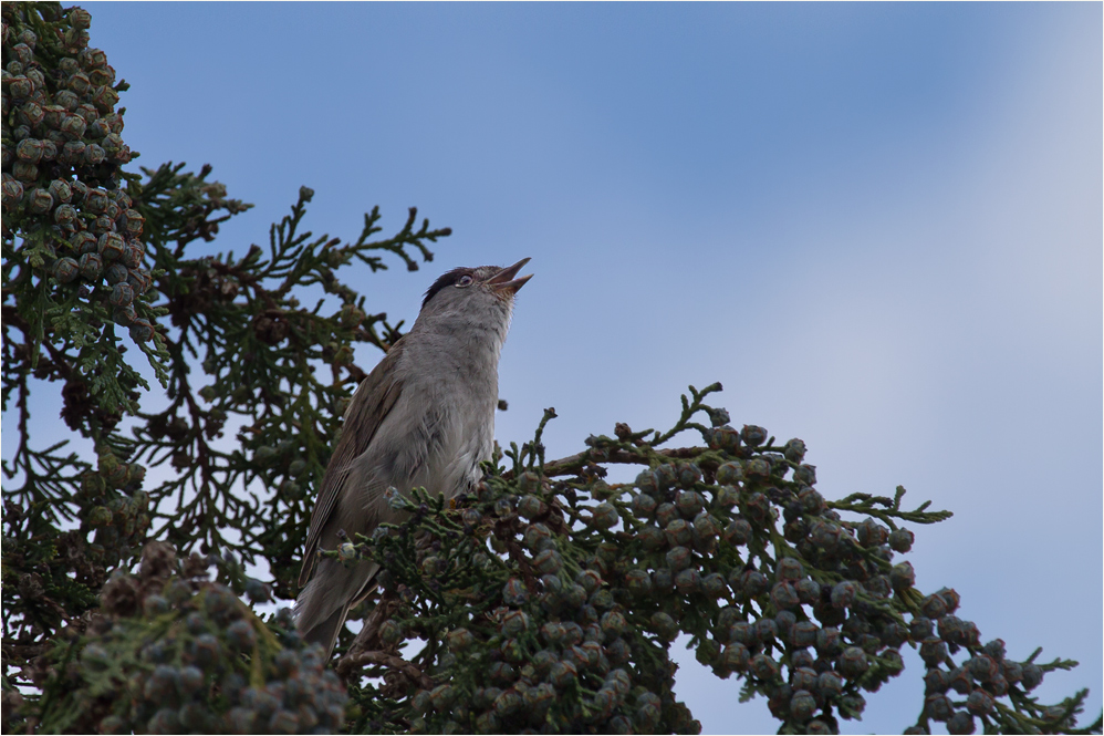 Die Mönchsgrasmücke (Sylvia atricapilla)